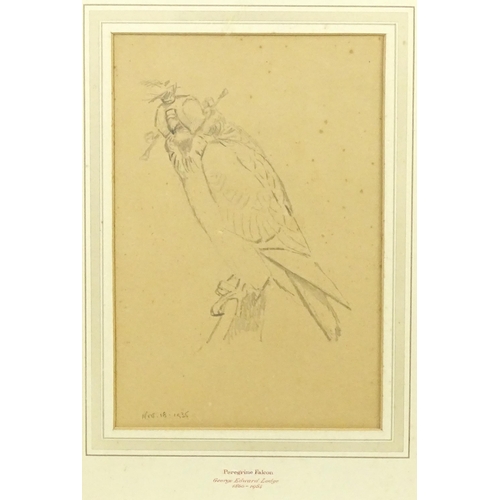 2009 - Manner of George Edward Lodge (1860-1954), Pencil on paper, Peregrine Falcon. Dated 1935 lower left ... 