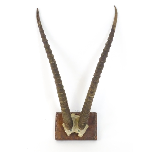 1170 - Taxidermy : an early to mid 20thC mount of Blesbok horns , affixed to a rectangular plinth with carv... 