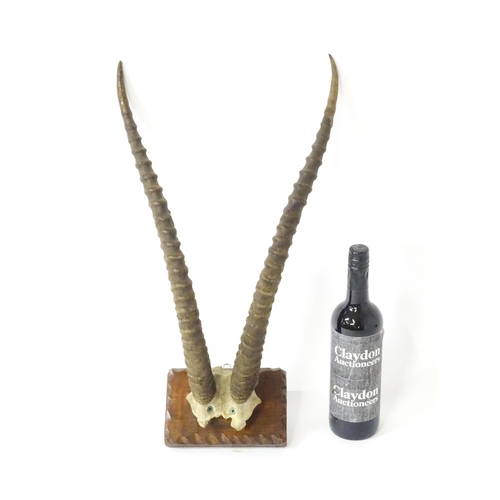 1170 - Taxidermy : an early to mid 20thC mount of Blesbok horns , affixed to a rectangular plinth with carv... 