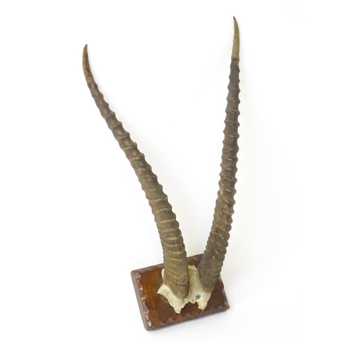 1170 - Taxidermy : an early to mid 20thC mount of Blesbok horns , affixed to a rectangular plinth with carv... 