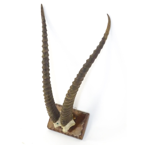 1170 - Taxidermy : an early to mid 20thC mount of Blesbok horns , affixed to a rectangular plinth with carv... 