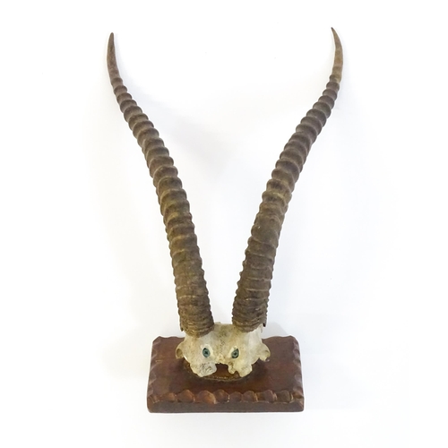 1170 - Taxidermy : an early to mid 20thC mount of Blesbok horns , affixed to a rectangular plinth with carv... 