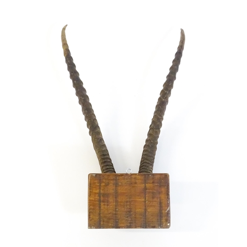 1170 - Taxidermy : an early to mid 20thC mount of Blesbok horns , affixed to a rectangular plinth with carv... 