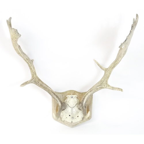 1171A - Taxidermy : a mid to late 20thC mount of Fallow buck antlers , affixed to a wooden plaque and measur... 