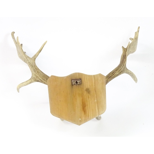 1171A - Taxidermy : a mid to late 20thC mount of Fallow buck antlers , affixed to a wooden plaque and measur... 