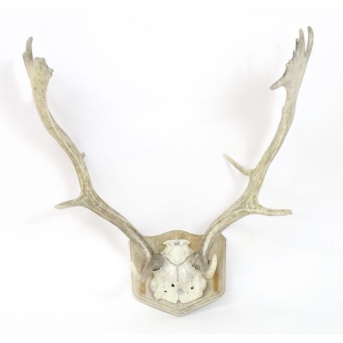 1171A - Taxidermy : a mid to late 20thC mount of Fallow buck antlers , affixed to a wooden plaque and measur... 