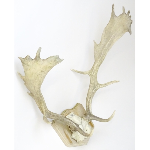 1171A - Taxidermy : a mid to late 20thC mount of Fallow buck antlers , affixed to a wooden plaque and measur... 