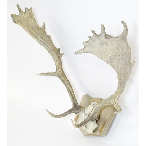 1171A - Taxidermy : a mid to late 20thC mount of Fallow buck antlers , affixed to a wooden plaque and measur... 