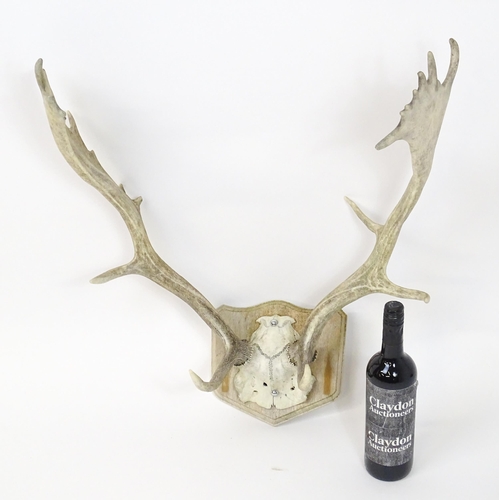 1171A - Taxidermy : a mid to late 20thC mount of Fallow buck antlers , affixed to a wooden plaque and measur... 