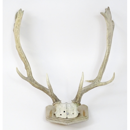 1171A - Taxidermy : a mid to late 20thC mount of Fallow buck antlers , affixed to a wooden plaque and measur... 