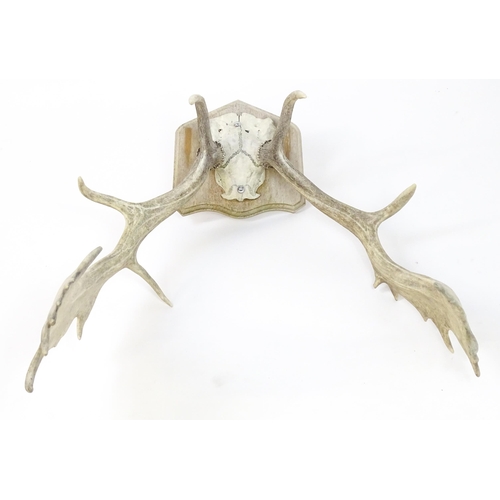 1171A - Taxidermy : a mid to late 20thC mount of Fallow buck antlers , affixed to a wooden plaque and measur... 