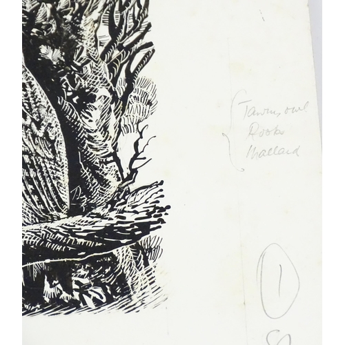 1885 - Alfred Burgess Sharrocks (1919-1988), Ornithological School, Ink / scratchboard illustrations, Tawny... 