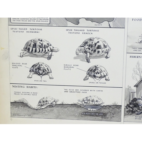 1886 - Eric Manning, 20th century, Ink, wash and gouache illustration, Tortoises as Pets - A Pictorial Guid... 