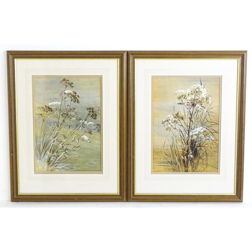 1828 - Early 20th century, Watercolours, A pair of botanical studies, possibly Hemlock. Approx. 14 1/2