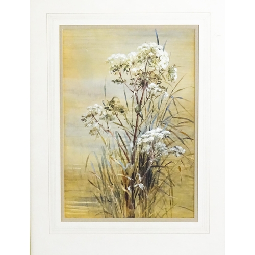 1828 - Early 20th century, Watercolours, A pair of botanical studies, possibly Hemlock. Approx. 14 1/2