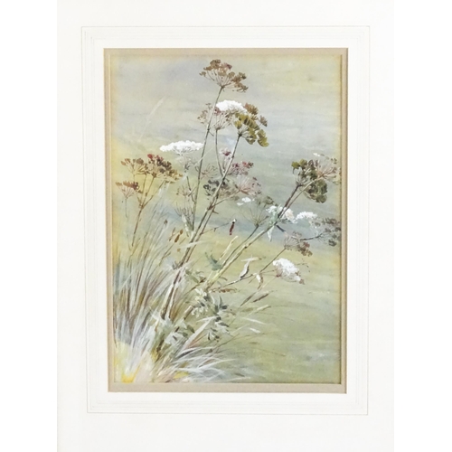 1828 - Early 20th century, Watercolours, A pair of botanical studies, possibly Hemlock. Approx. 14 1/2