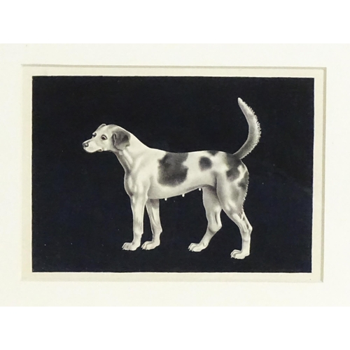 1830 - 19th century, Watercolour, A monochrome portrait of a Beagle hound / dog. Approx. 3 3/4