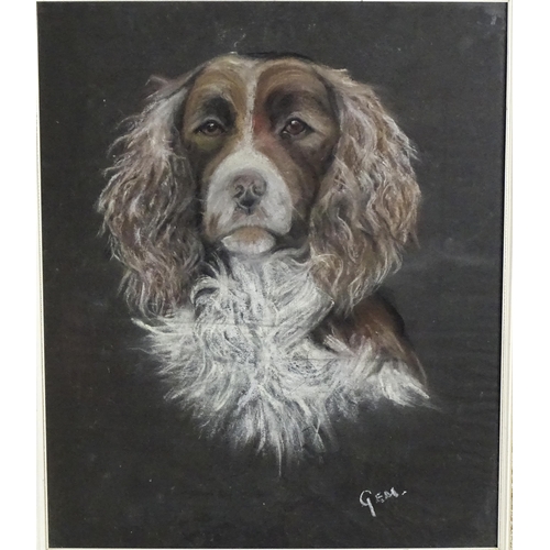 1906 - 20th century, Pastel, A portrait of a Springer Spaniel dog. Titled Gem lower. Approx. 23 1/2