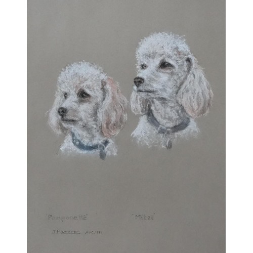 75 - A 20thC pastel drawing depicting two Poodle dog portraits, Pomponette and Mitzi, by J. Plummer. Sign... 