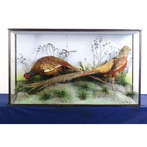 1207 - Taxidermy: a Victorian cased mount of Common and Golden Pheasants, posed within a naturalistic setti... 