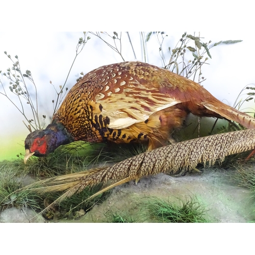 1207 - Taxidermy: a Victorian cased mount of Common and Golden Pheasants, posed within a naturalistic setti... 