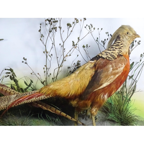 1207 - Taxidermy: a Victorian cased mount of Common and Golden Pheasants, posed within a naturalistic setti... 