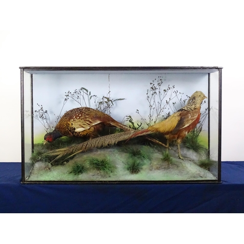 1207 - Taxidermy: a Victorian cased mount of Common and Golden Pheasants, posed within a naturalistic setti... 