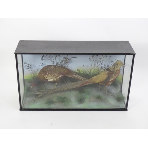 1207 - Taxidermy: a Victorian cased mount of Common and Golden Pheasants, posed within a naturalistic setti... 