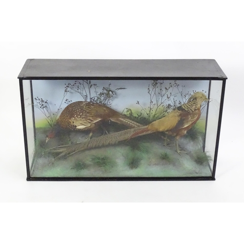 1207 - Taxidermy: a Victorian cased mount of Common and Golden Pheasants, posed within a naturalistic setti... 