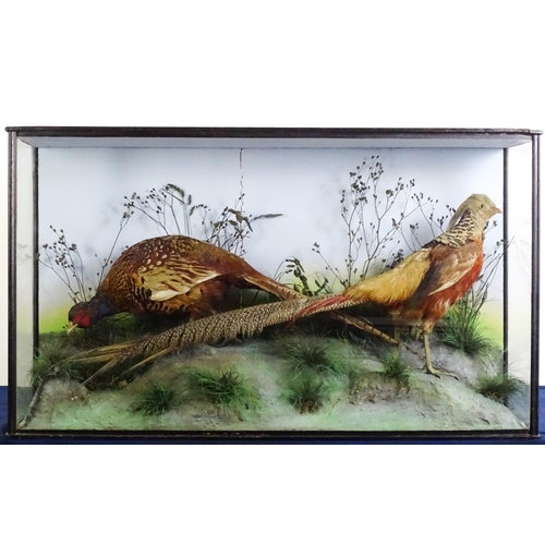 1207 - Taxidermy: a Victorian cased mount of Common and Golden Pheasants, posed within a naturalistic setti... 