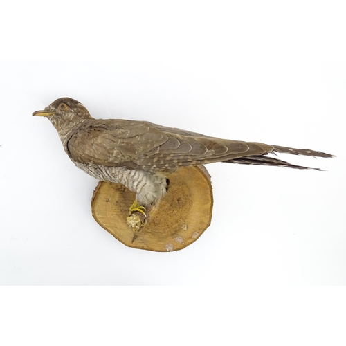 1213 - An early to mid 20thC continental mount of a Cuckoo, posed upon a branch and affixed to a pine plint... 