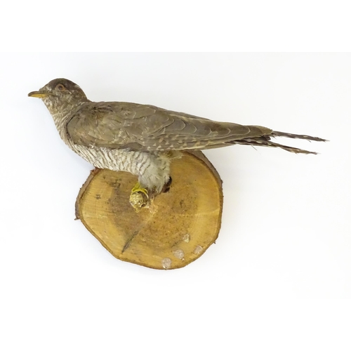 1213 - An early to mid 20thC continental mount of a Cuckoo, posed upon a branch and affixed to a pine plint... 