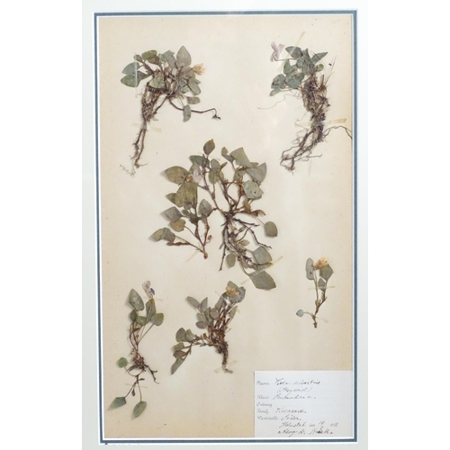 1227 - Four early 20thC Swedish herbariums /  pressed flower / plant specimens to include Solanum Nigrum, V... 