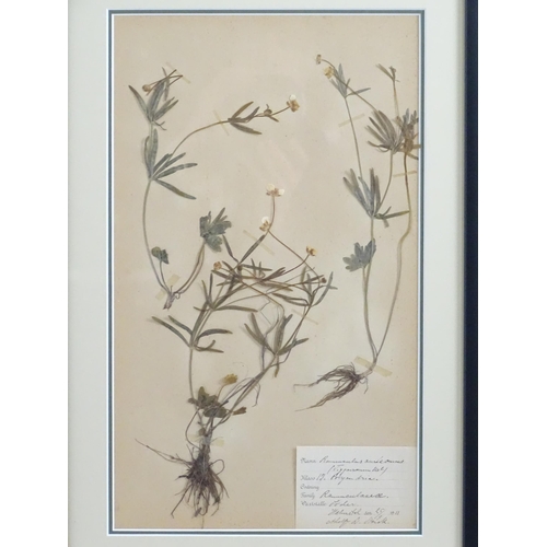 1227 - Four early 20thC Swedish herbariums /  pressed flower / plant specimens to include Solanum Nigrum, V... 