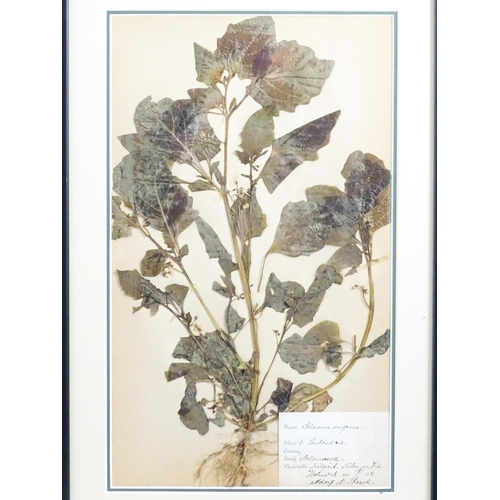 1227 - Four early 20thC Swedish herbariums /  pressed flower / plant specimens to include Solanum Nigrum, V... 