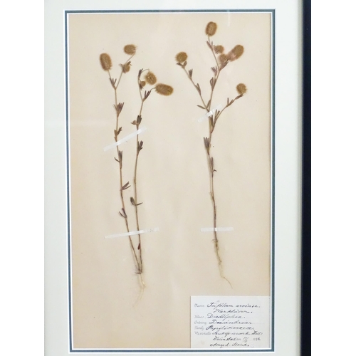 1227 - Four early 20thC Swedish herbariums /  pressed flower / plant specimens to include Solanum Nigrum, V... 