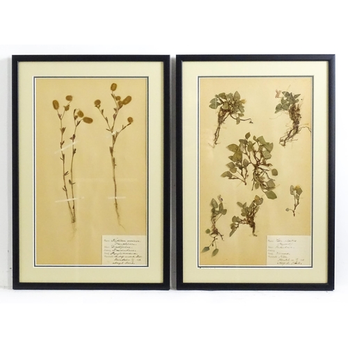 1227 - Four early 20thC Swedish herbariums /  pressed flower / plant specimens to include Solanum Nigrum, V... 