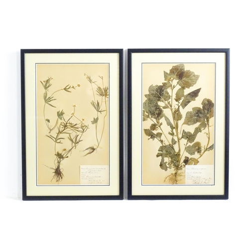 1227 - Four early 20thC Swedish herbariums /  pressed flower / plant specimens to include Solanum Nigrum, V... 