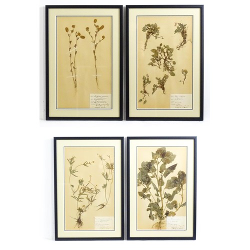 1227 - Four early 20thC Swedish herbariums /  pressed flower / plant specimens to include Solanum Nigrum, V... 