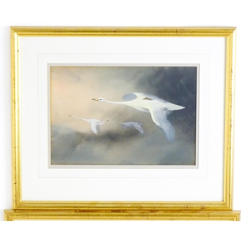 1652 - Manner of Charles Whymper (1853-1941), Pastels, Swans in flight with cygnets. Approx. 9 3/4