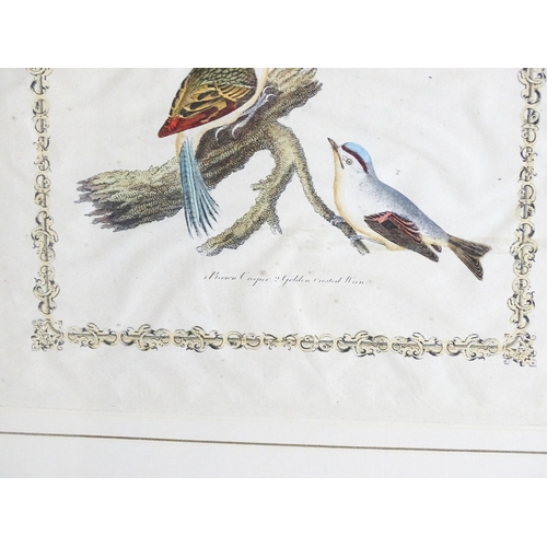 1704 - After Alexander Wilson and Charles Lucian Bonaparte, 19th century, Two ornithological prints with ha... 