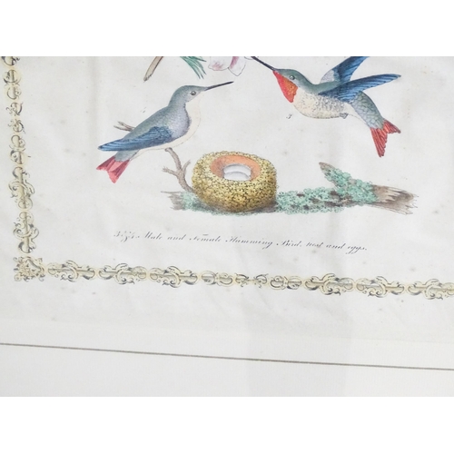 1704 - After Alexander Wilson and Charles Lucian Bonaparte, 19th century, Two ornithological prints with ha... 