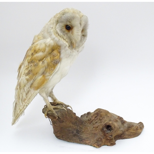 1209 - Taxidermy: an early 20thC mount of a Barn Owl, posed upon a wooden billet. Measuring approx 13 1/4