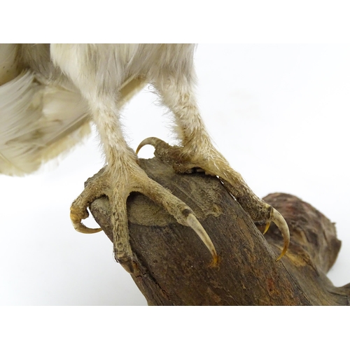 1209 - Taxidermy: an early 20thC mount of a Barn Owl, posed upon a wooden billet. Measuring approx 13 1/4