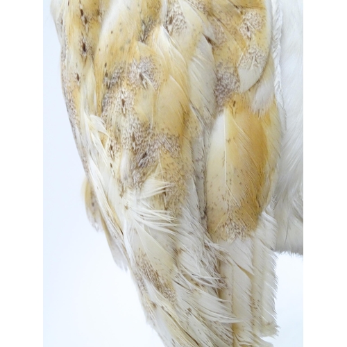 1209 - Taxidermy: an early 20thC mount of a Barn Owl, posed upon a wooden billet. Measuring approx 13 1/4