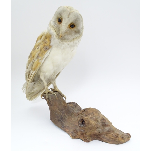 1209 - Taxidermy: an early 20thC mount of a Barn Owl, posed upon a wooden billet. Measuring approx 13 1/4