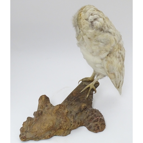 1209 - Taxidermy: an early 20thC mount of a Barn Owl, posed upon a wooden billet. Measuring approx 13 1/4