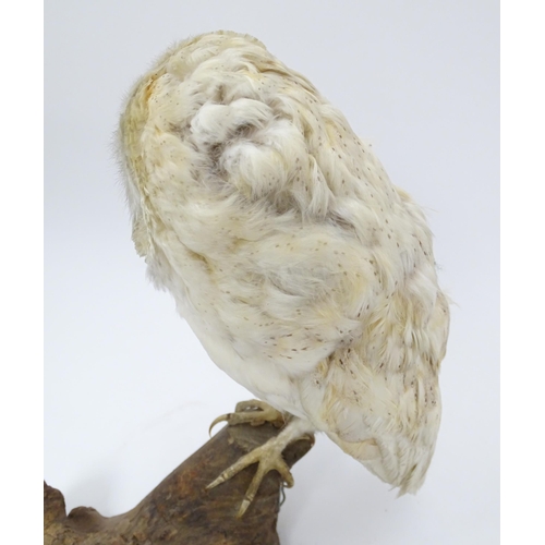 1209 - Taxidermy: an early 20thC mount of a Barn Owl, posed upon a wooden billet. Measuring approx 13 1/4