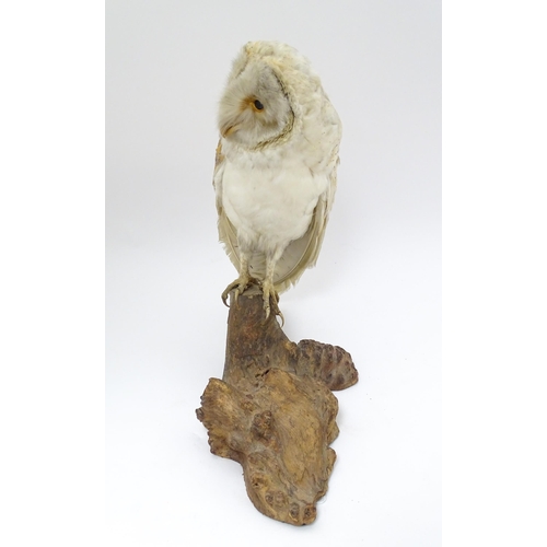 1209 - Taxidermy: an early 20thC mount of a Barn Owl, posed upon a wooden billet. Measuring approx 13 1/4