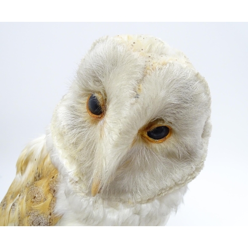 1209 - Taxidermy: an early 20thC mount of a Barn Owl, posed upon a wooden billet. Measuring approx 13 1/4